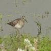 Wood Sandpiper